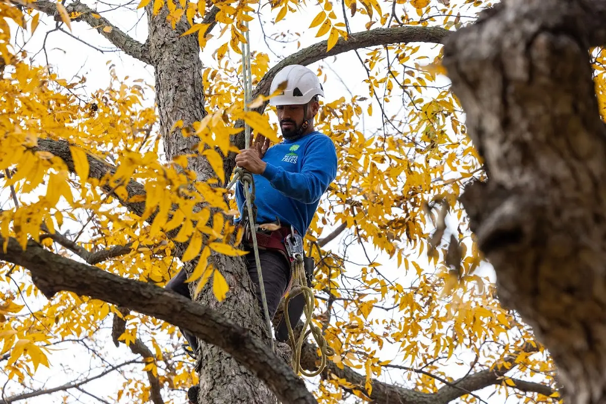 Skilled Tree Pruning crew working in Lake Elmo