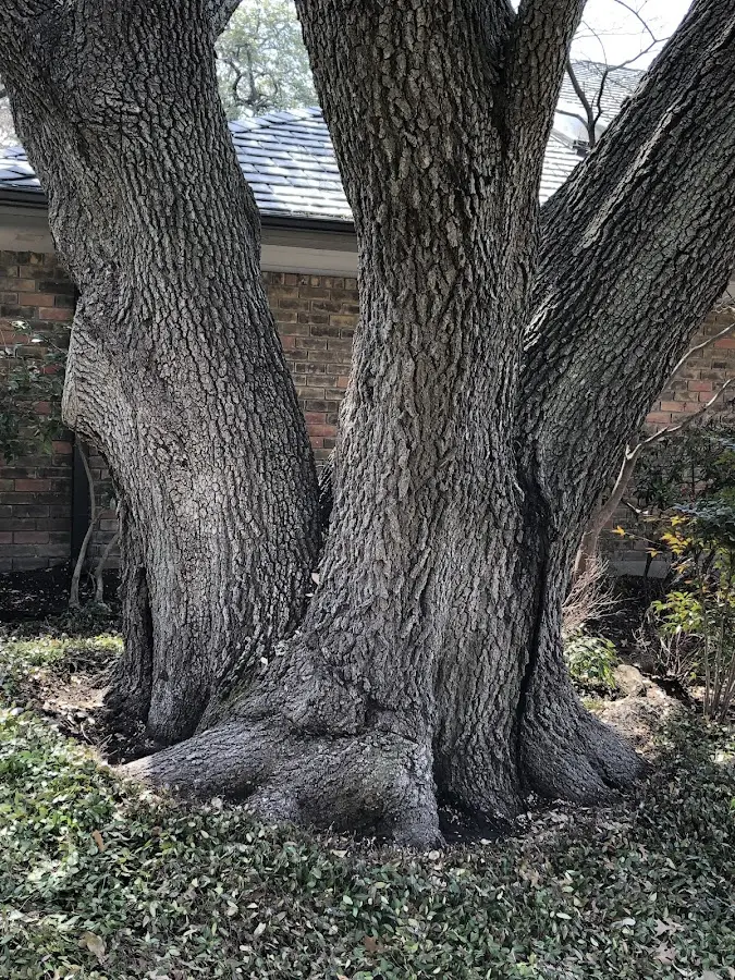 Mature heritage tree close to a Lake Elmo property cared for by certified arborists
